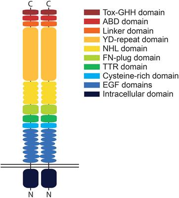 Expression and Roles of Teneurins in Zebrafish